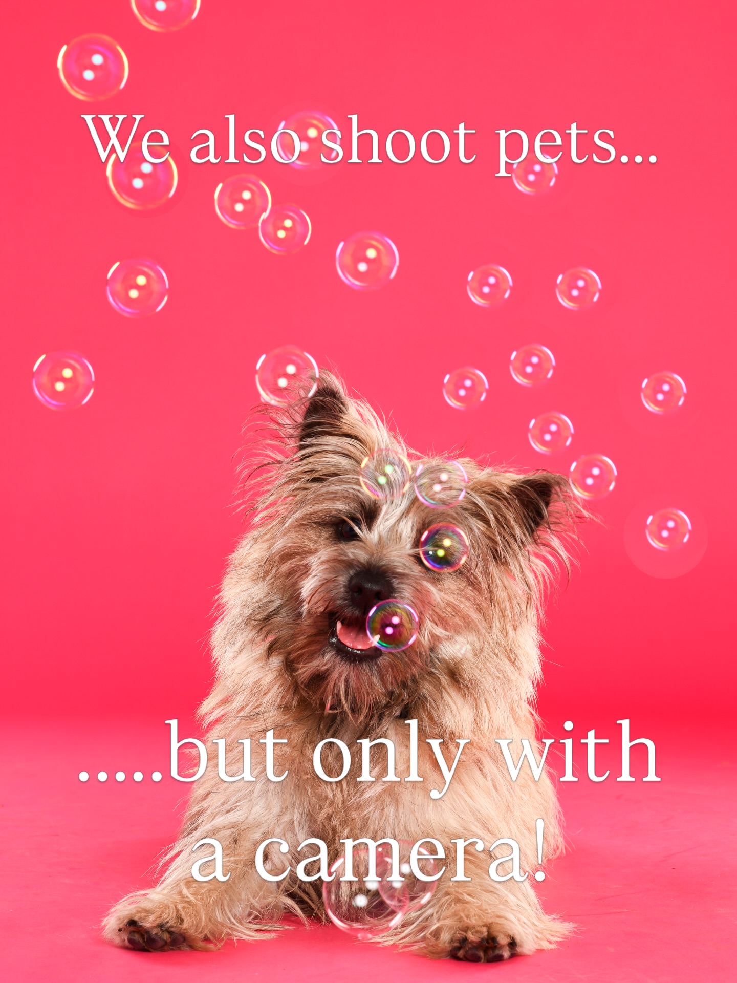 People, pets or products.  Always beautifully shot always great results!  #petportraits #petphotography #australiandogs